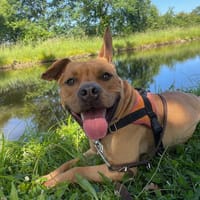ALF, chien à adopter