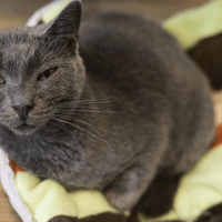 JANE, chatte à adopter