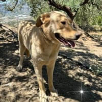 BILBO, chien à adopter