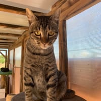 Ginny, chatte à adopter