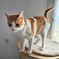CAPITAN, chat à adopter