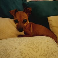 Roxy la coquine, chienne à adopter