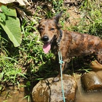Zelda la caline, chienne à adopter