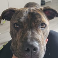 TIGROU, chien à adopter