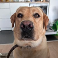 SIMBA, chien à adopter