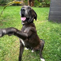 VAÏKO, chien à adopter