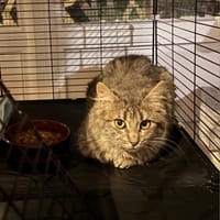 Dahlia, chatte à adopter