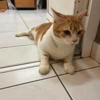 ✨️ MACHU ✨️ 🐱, chat à adopter