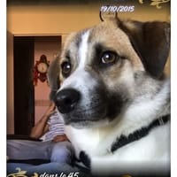 Lua, chienne à adopter