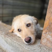 Misha, chienne à adopter