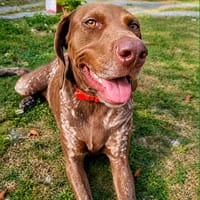 Kiara, une crème de toutou, chienne à adopter