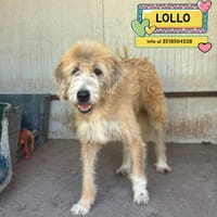 LOLLO, cane da adottare
