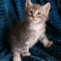 base, chat à adopter
