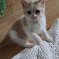smurf, chatte à adopter