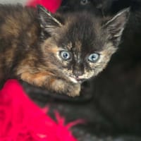 yennifer, chatte à adopter