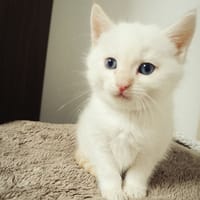 praline, chatte à adopter