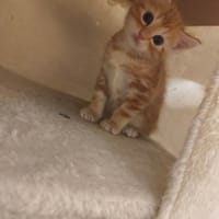groot, chatte à adopter