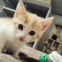 vanille, chatte à adopter