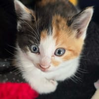 Cirilla, chatte à adopter