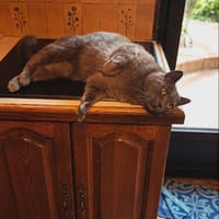 toulouse, chat à adopter