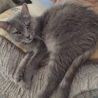 griselle, chatte à adopter