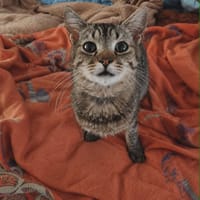 terence, chat à adopter