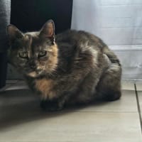 bledina, chatte à adopter