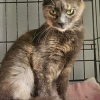 berline, chatte à adopter