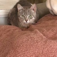 mystral, chatte à adopter
