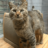 Mint, chat à adopter