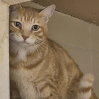 Sangha, chat à adopter