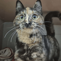 Tigresse, chatte à adopter