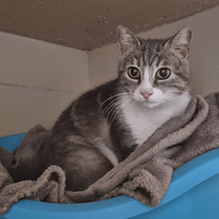 Xana, chatte à adopter