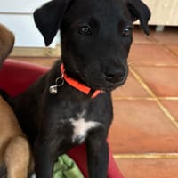 PEARL, chiot Berger Créole femelle, chienne à adopter