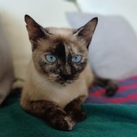SIAM, chatte junior, croisée siamoise, chatte à adopter