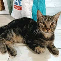✨️ COFFEA ✨️ 🐱, chat à adopter