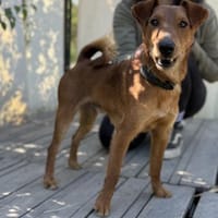 Chilli- Fox Terrier Mix, rundum verträgl, Hund zur Adoption