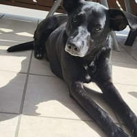 Sanfte Seele Lory sucht ihr Zuhause!, Hündin zur Adoption