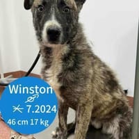 Winston sucht verständnisvolle Menschen!, Hund zur Adoption