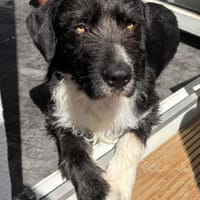 Barak-Mix RICCIwartet in 04157 Leipzig, Hund zur Adoption