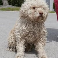 Coen ist einfach ein super Hund!, Hund zur Adoption