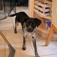 Ginger die sportliche in Bayern, Hündin zur Adoption