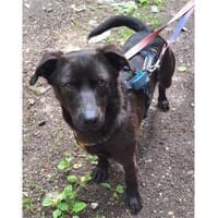 Cernavas - wartet in 51427 Bergisch-Glad, Hund zur Adoption