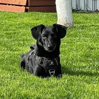 Caesar 6-jähriger Dackelmix, Hund zur Adoption