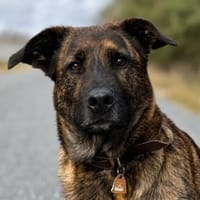 Iena möchte dazugehören, Hündin zur Adoption
