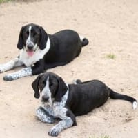 Carolina sucht liebevolles Zuhause, Hündin zur Adoption