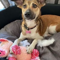 Vega sucht ein Zuhause, Hündin zur Adoption