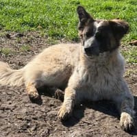 Hummel die Liebe / in 82284, Hündin zur Adoption