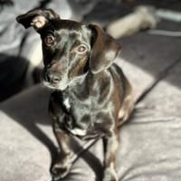 Carlos 6-jähriger Dackelmix ❤🐾, Hund zur Adoption