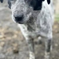 Wilma die süße Maus / am Ammersee, Hündin zur Adoption